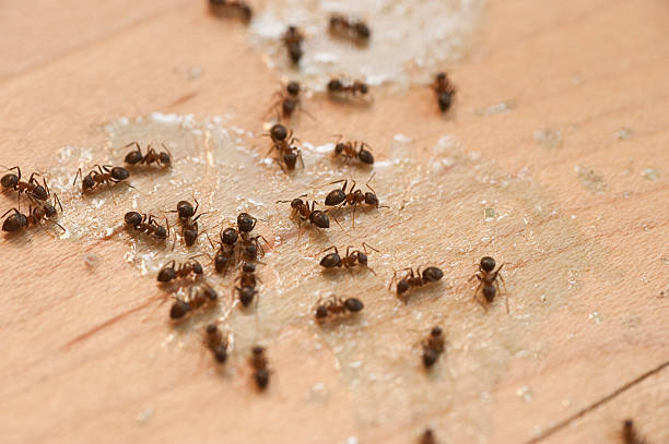 Best Pest Control for Businesses  in Medford, MN