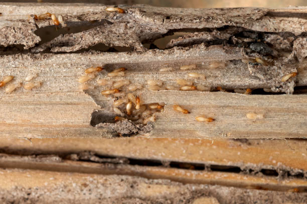 Best Commercial Pest Control Services  in Medford, MN